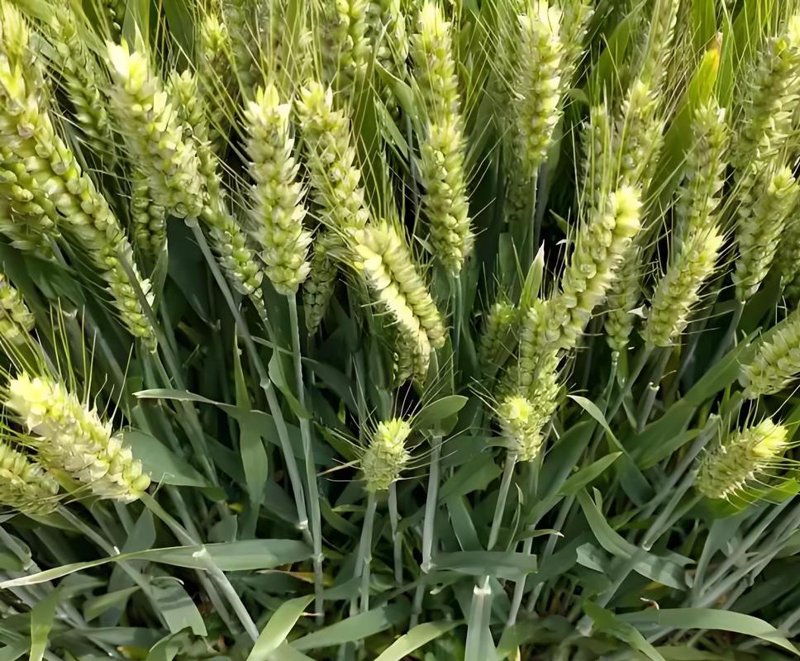 小麦种子