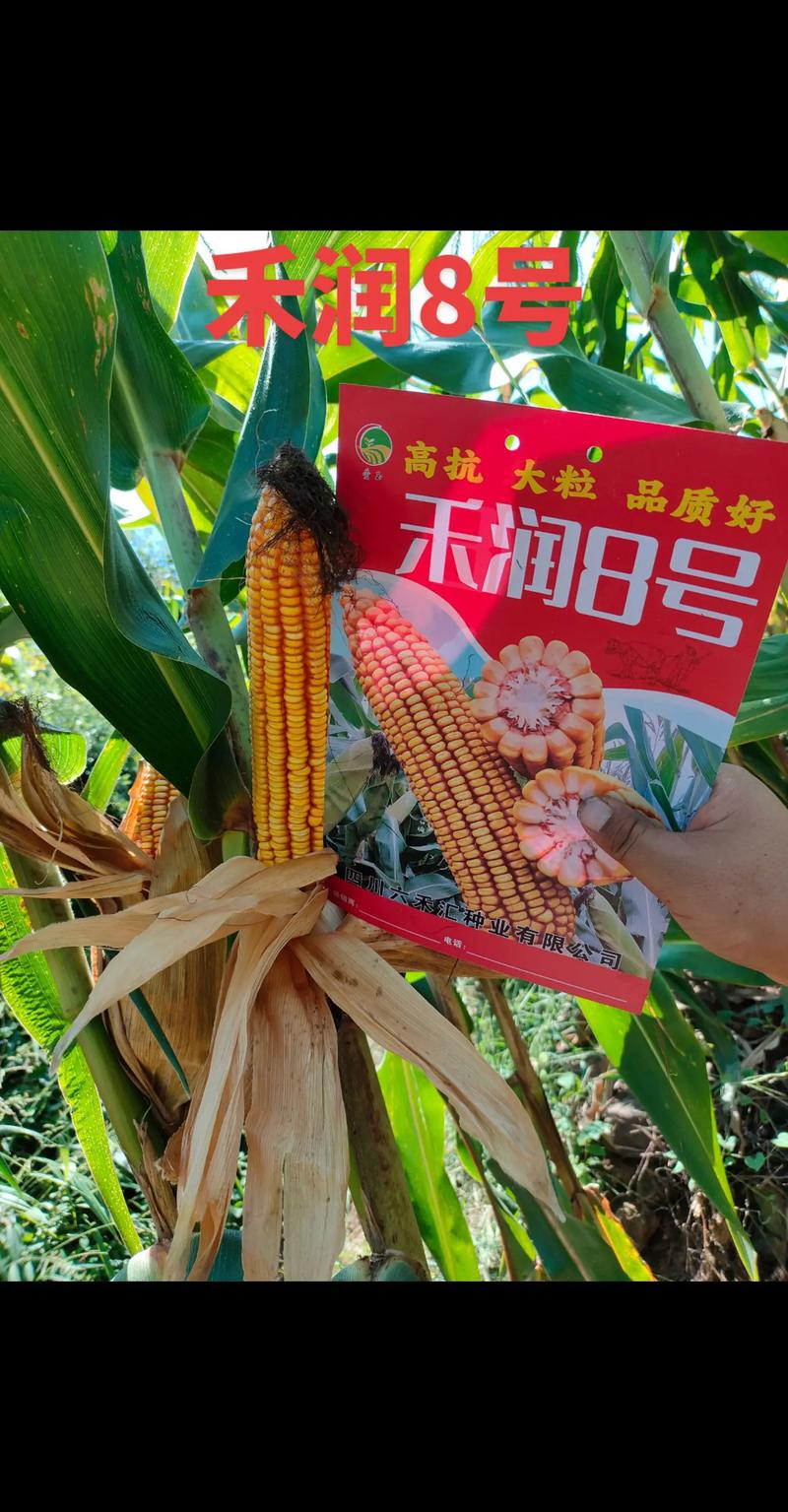 霍邱县农资市场现状与未来