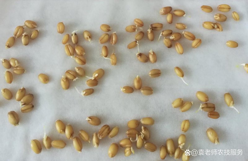 三流乡农资行业的最新趋势与挑战
